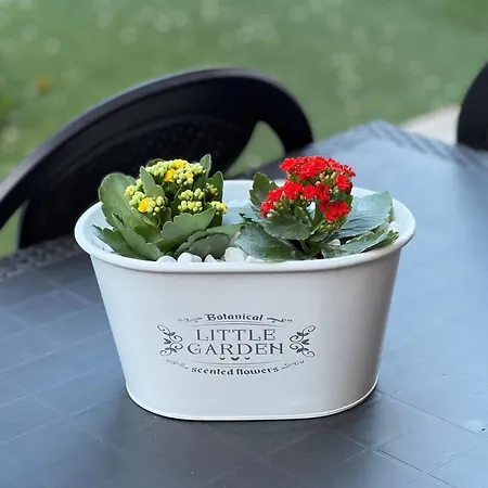 Casa Paestum. Your Wonderful Garden In Rzym